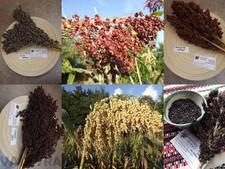 Miglio moro colorato - sorgo 6 varietà 150+ semi - SPEDIZIONE GRATUITA V 166