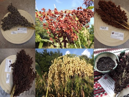 Miglio moro colorato sorgo 6 - moro,