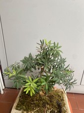 Pre bonsai di callistemon 