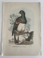 Ornitologia 1863/79 R. Petraroia Colombo Pappagallo - Phalaoroteron Alyssinica