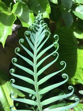 One two year old 15-24+ inch