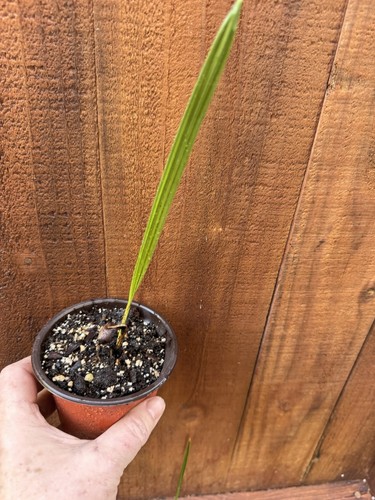 Phoenix canariensis palm - phoenix,