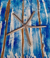 Sottopentola A Forma Di Stella