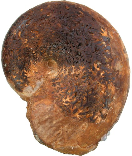 Malm phylloceras - malm,