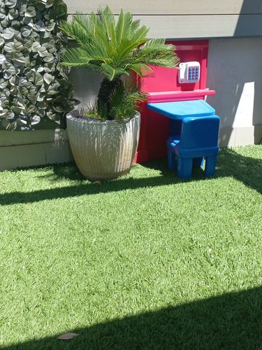 Piante cicas - piante,
