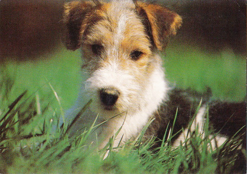 Cartolina fox terrier - cartolina,