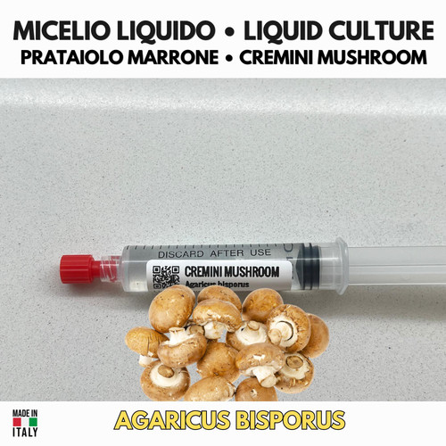 Agaricus bisporus prataiolo - bisporus,