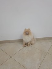 Cuccioli pomerania - di,