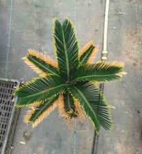 Cycas revoluta "Aurea" WYSIWYG