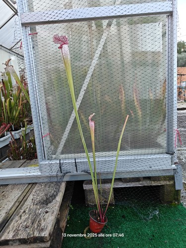 Sarracenia mix pianta - mix,
