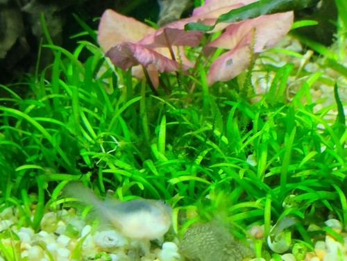 Pianta acquario pratino - pianta,