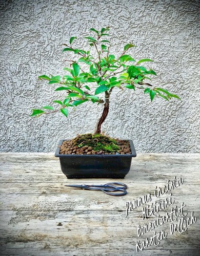 Prunus incisia mikinori - incisia,