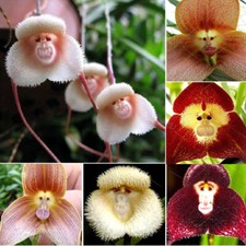 Circa 100 semi di orchidea