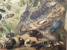 grande grafica antica fauna