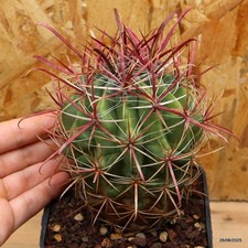 Ferocactus gracilis vaso cm - ferocactus,