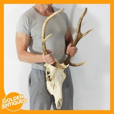 Large red deer stag - stag, 6