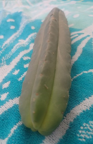 Trich bridgesii near - trich,