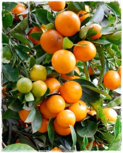 Pianta calamondino citrus - pianta,