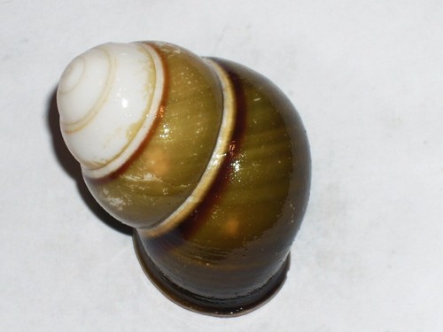 Helicostyla florida high spire - florida,