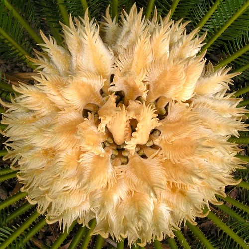 Cycas revoluta female - -,