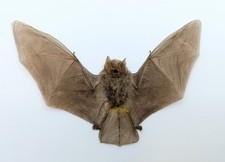 Taxidermy, Cabinet De