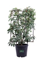 Pianta photinia fraseri - photinia,