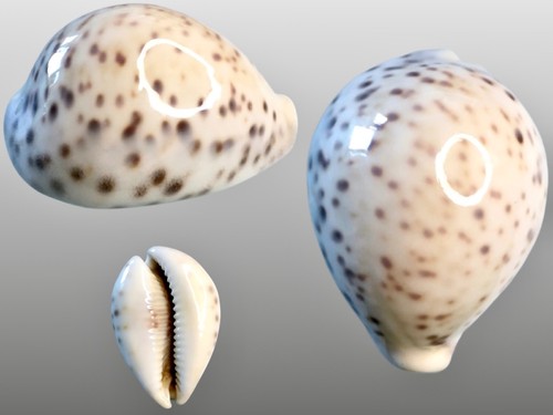 Cypraea tigris pardalis