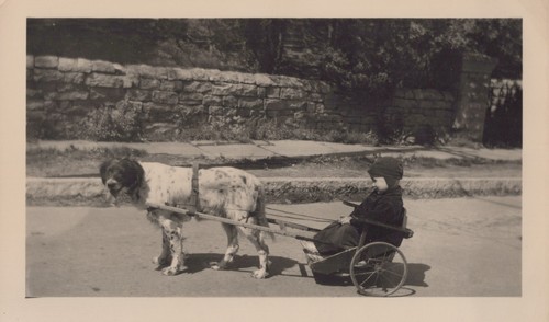 Carrello per cani - per,