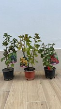 Pianta di ribes. 3 colori a scelta: bianco, rosso e nero. frutti di bosco