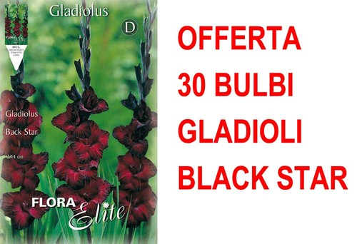 Offerta bulbi gladioli a - offerta,