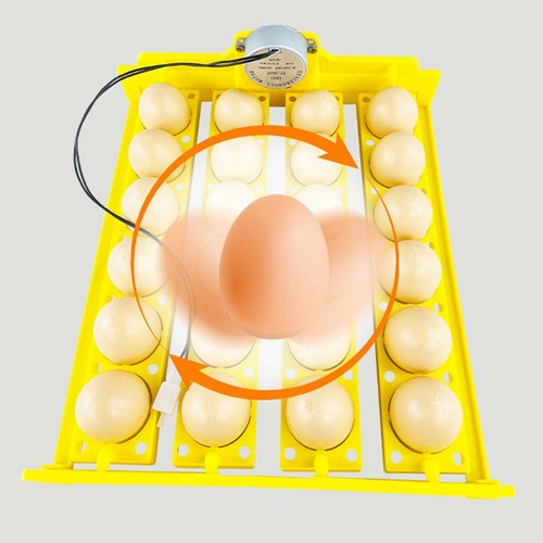 Vassoio incubatore uova - incubatore, 24