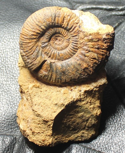 Gurassico ammonite - ,