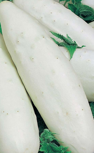 Pepino blanco italiano 500 - pepino,