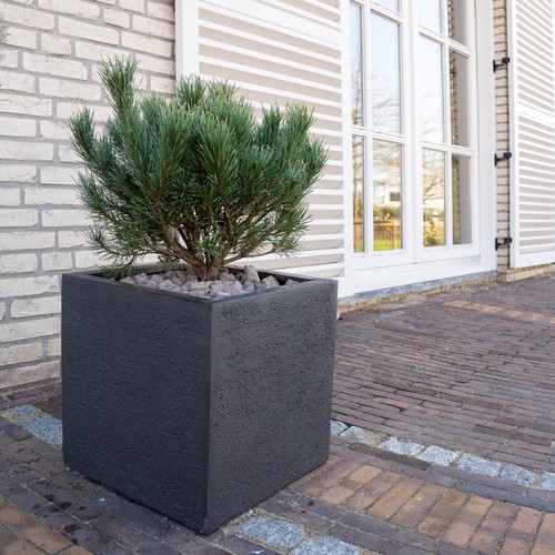 Pino mugo pinus pianta - mugo",