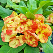 Corona di Spine Pianta di Phetchiangmai Spina di Cristo Euphorbia Milii Ibrida 5 pollici