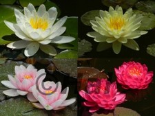 Nymphaea - Ninfea, Pianta acquatica galleggiante da laghetto/mastello / tinozza.