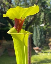 Pianta Carnivore Sarracenia