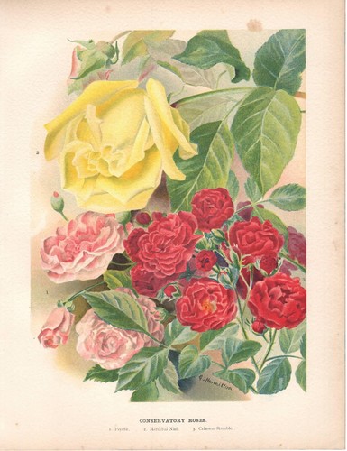 Stampa antica fiori rose - stampa,