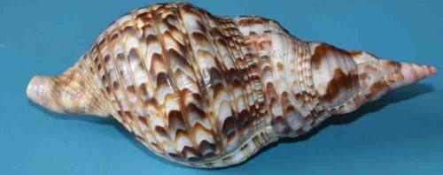 Coquillages ranellidae - ranellidae,