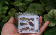 Nuovo nido di formiche regina