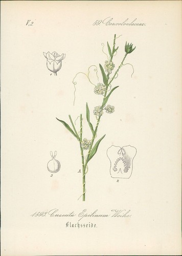 Chromolithographie - ,