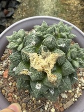 Multi teste Ariocarpus fis var