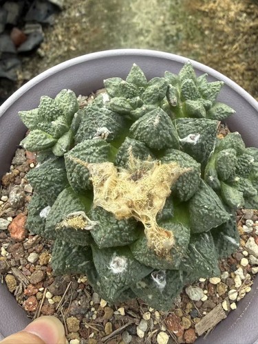 Multi teste ariocarpus fis var - teste,