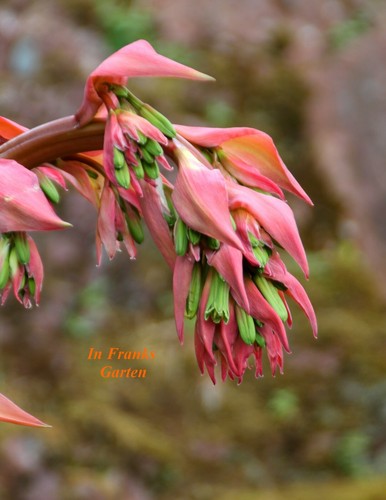 Yucca bekorneria yuccoides - yucca,,