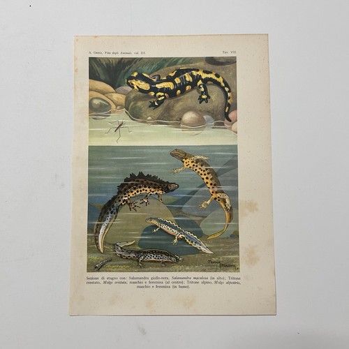 Salamandra stampa sturani - salamandra,