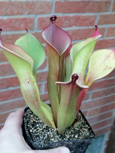 Pianta carnivora heliamphora - carnivora,