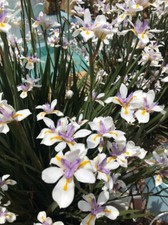 DIETES GRANDIFLORA - IRIS FATATO / IRIS AFRICANO, 10 SEMI SELEZIONATI