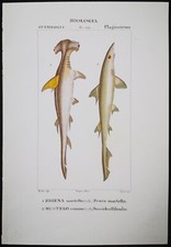 1831,PRETRE ORIGINALE ENGR. BELLISSIMO ANTICO ACQUERELLO MARTELLO SQUALO XLD