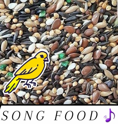 Canary song food treat - song,