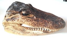 coccodrillo testa imbalsamata 22 cm circa